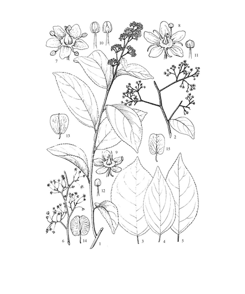Natural compounds from  Tripterygium wilfordii